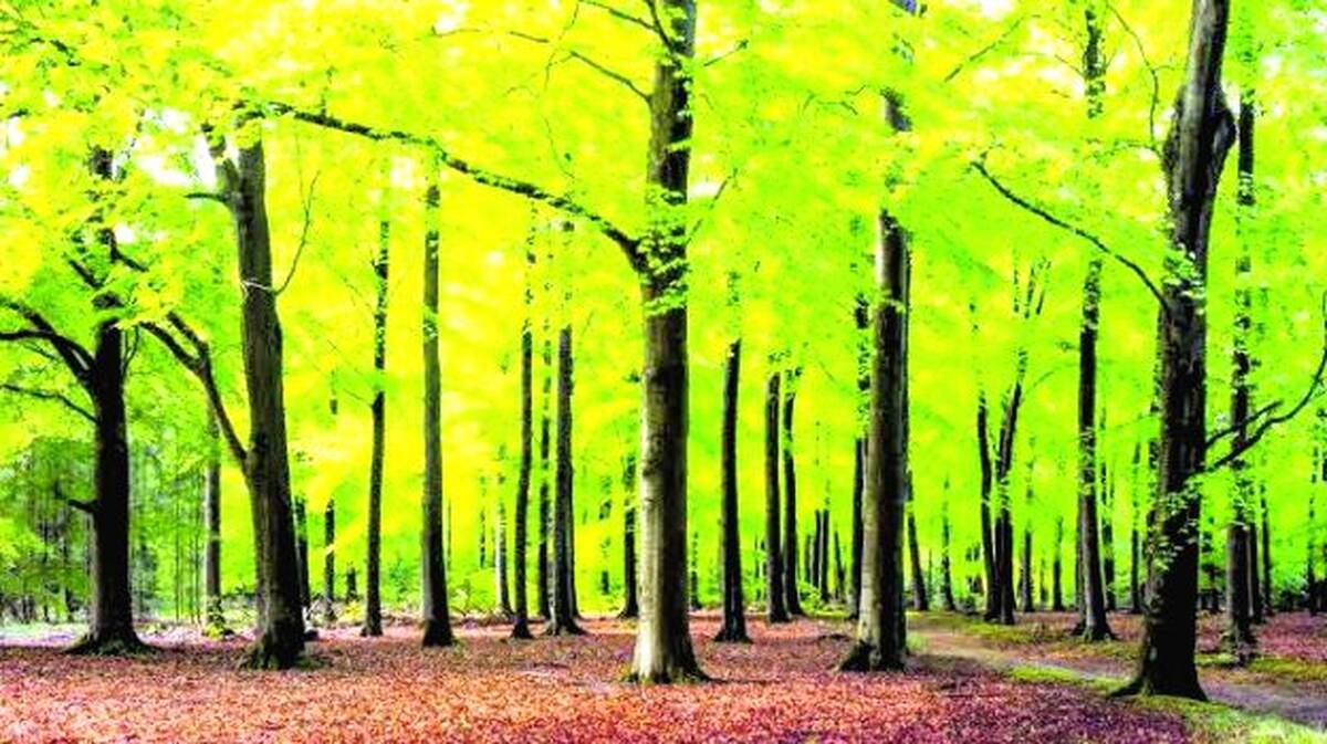 forest
