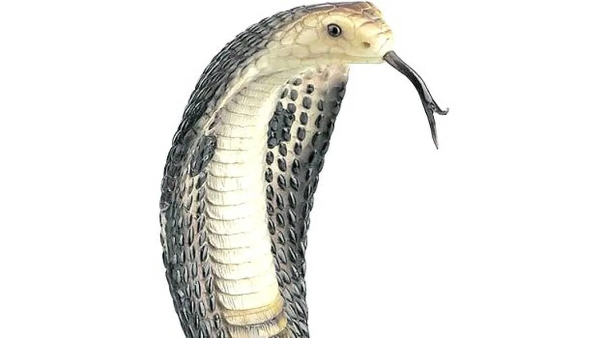snake