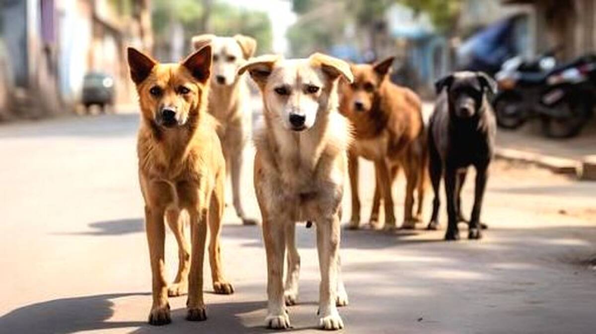 dog-2