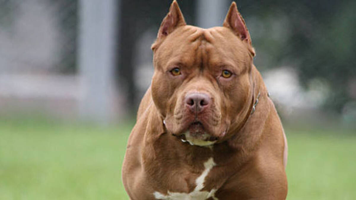 pitbull