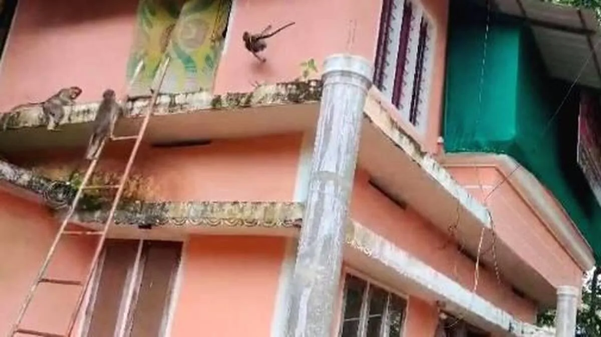 monkey monkey
