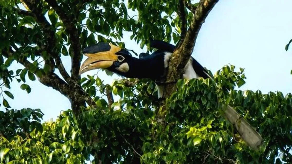 bird