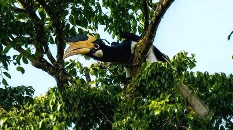 bird.1788029833