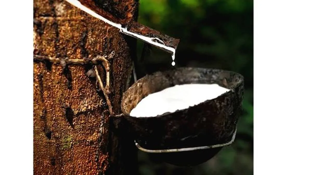 റബറിനും കുരുമുളകിനും
വില ഇടിവ് തുടർക്കഥ
