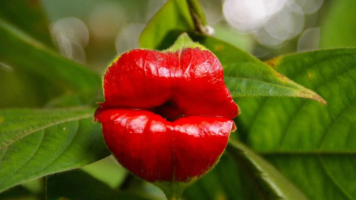 hookers-lips