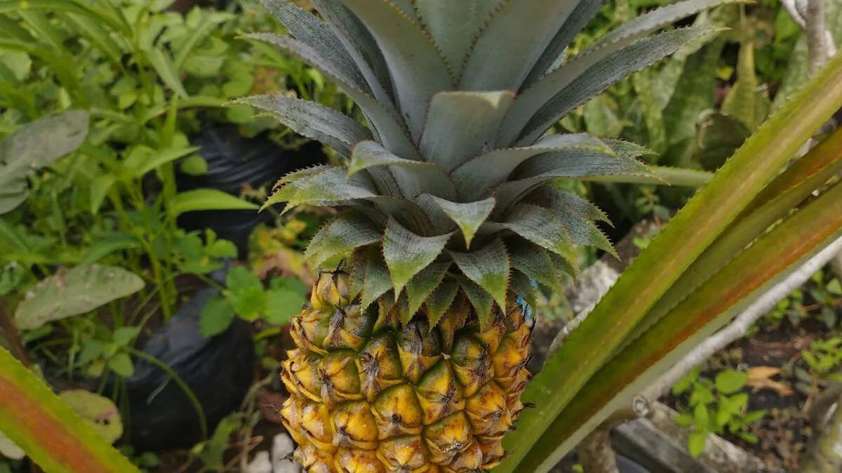 pineapple