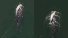 mother-dolphin-carries-dead-calf-on-back-emotional-video