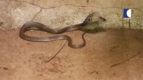 cobra.1.3966742