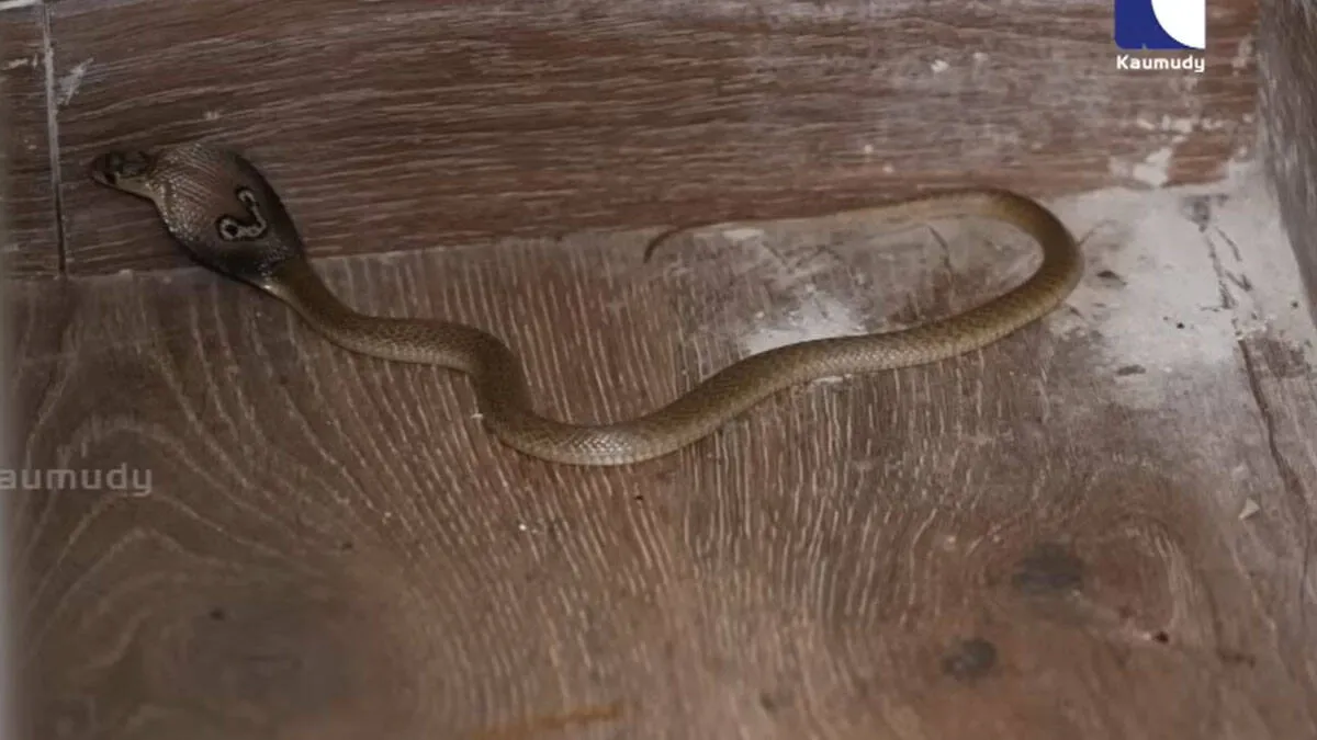 snakemaster
