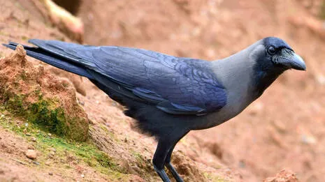 crow.1.3972590