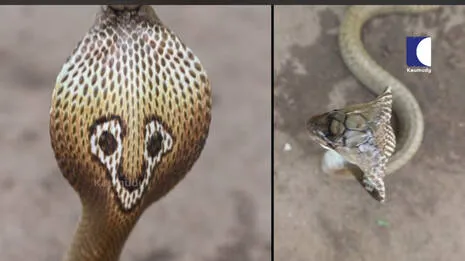 snake-.1.3977316