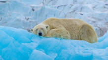 sleeping-polar-bear-woken-by-boat-horn-5-lakh-fine