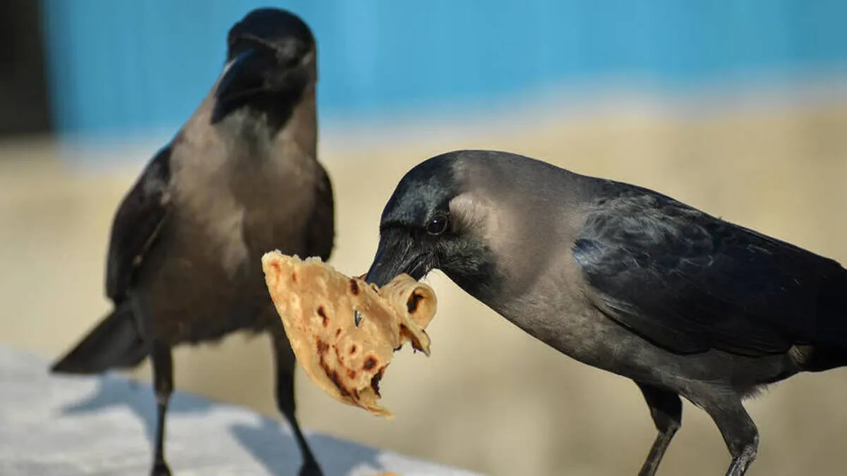 crow