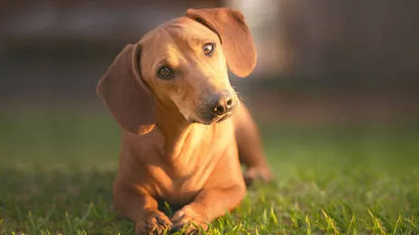 dog.1.3985388