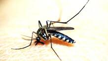 mosquito