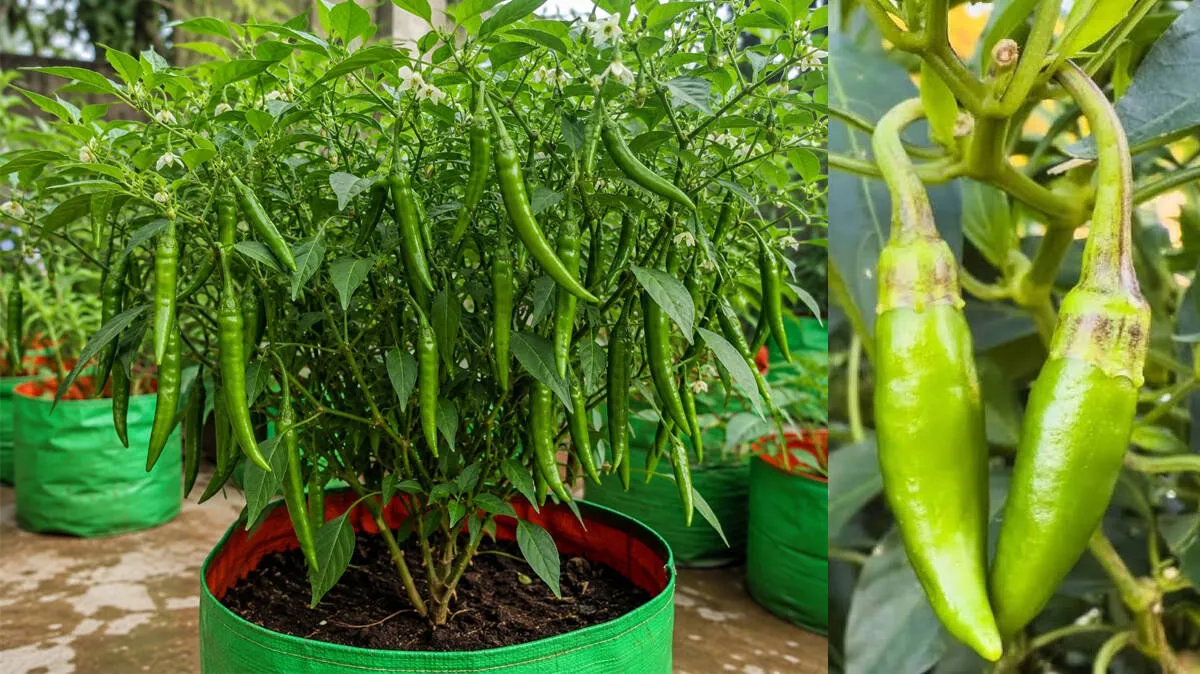 chilly-plant