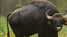 wild-gaur-attack-kozhikode-youth-dies
