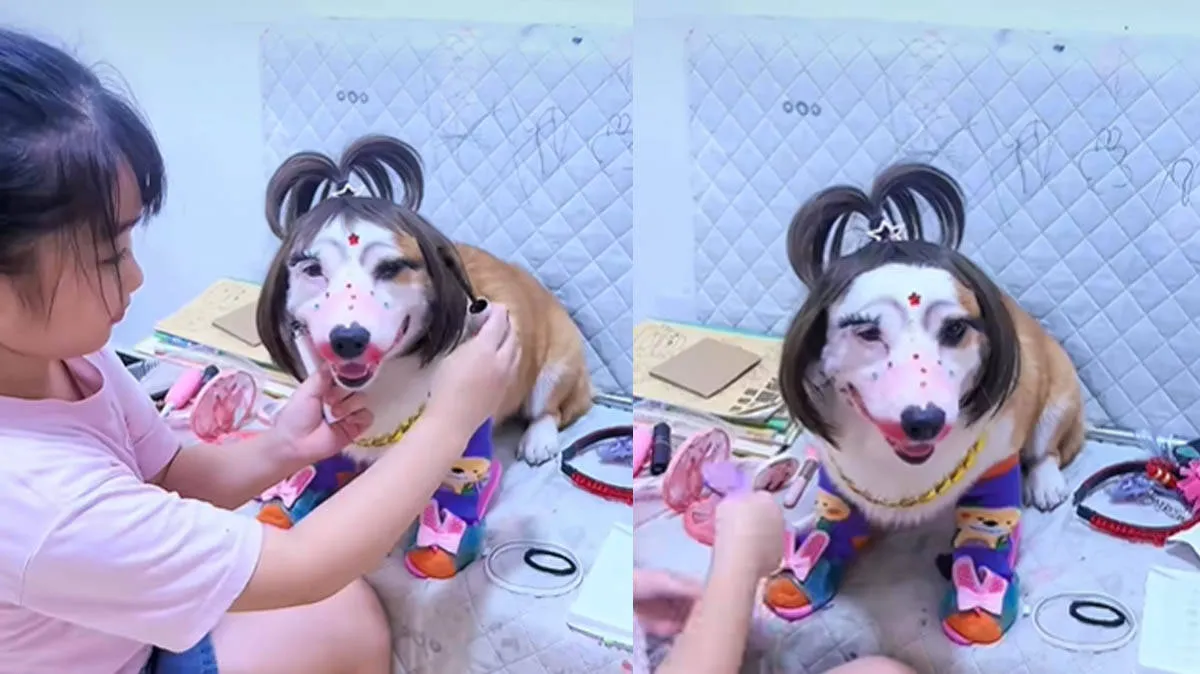 pet-dog