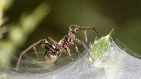 spider.1.3998891