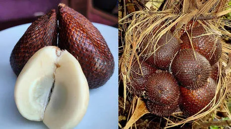 salak-fruit.1.4000033