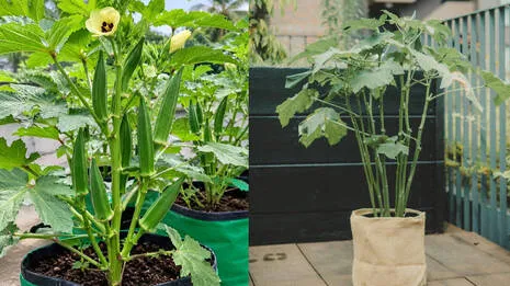 okra-farming-.1.4000332