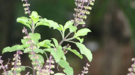 tulsi.1.4001536