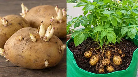 sprouted-potato-.1.4001537