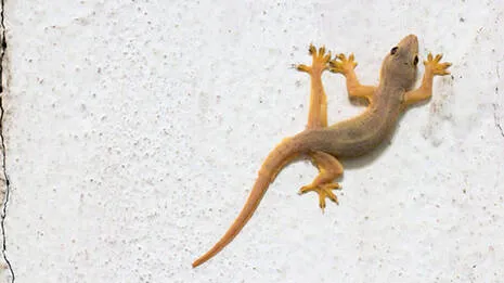 lizard.1.4001550
