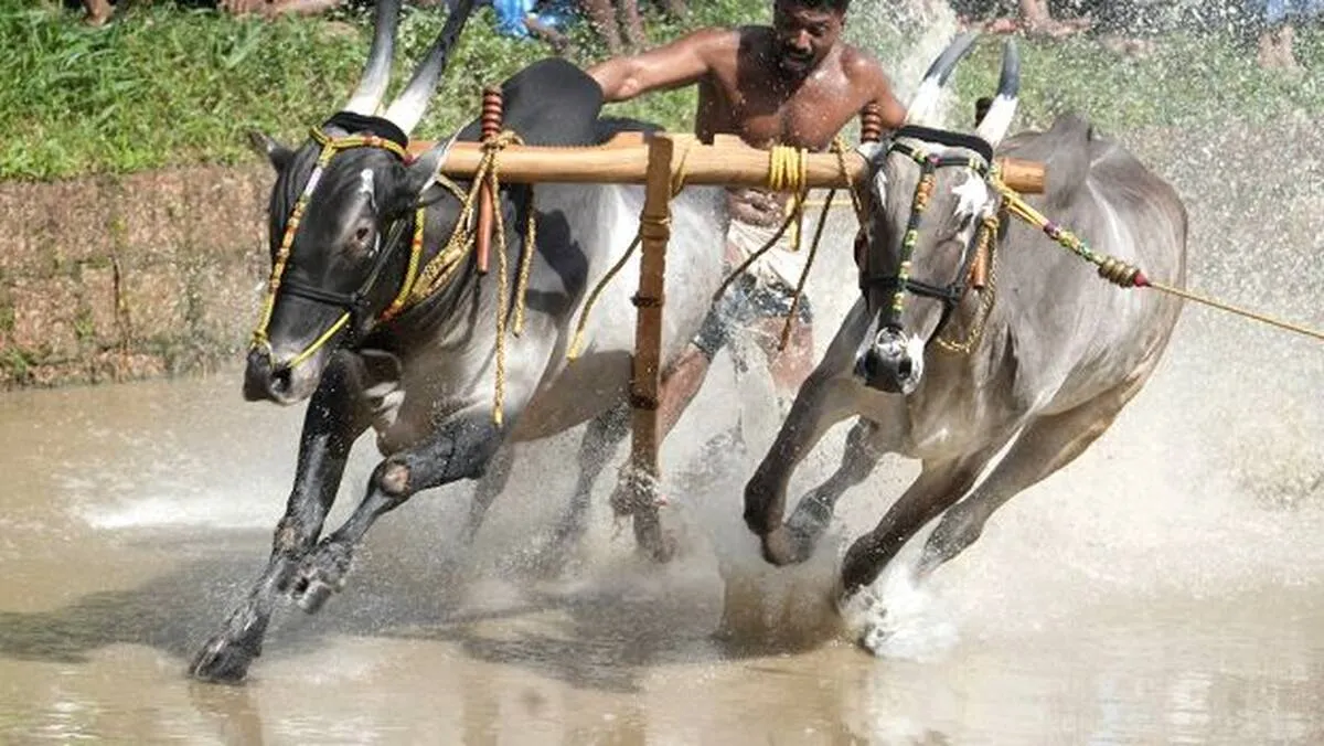 kalapoottu