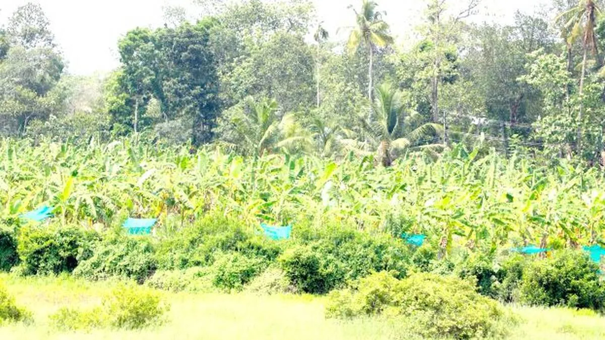 vazhaa