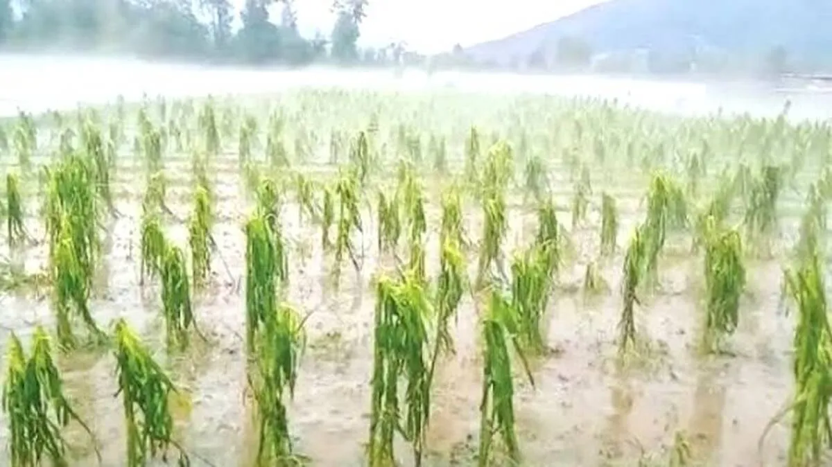 മഴക്കെടുതിയിൽ 127.61 കോടിയുടെ നഷ്ടം , 9332 ഹെക്ടറിൽ കൃഷി നാശം