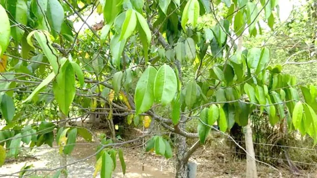 aa