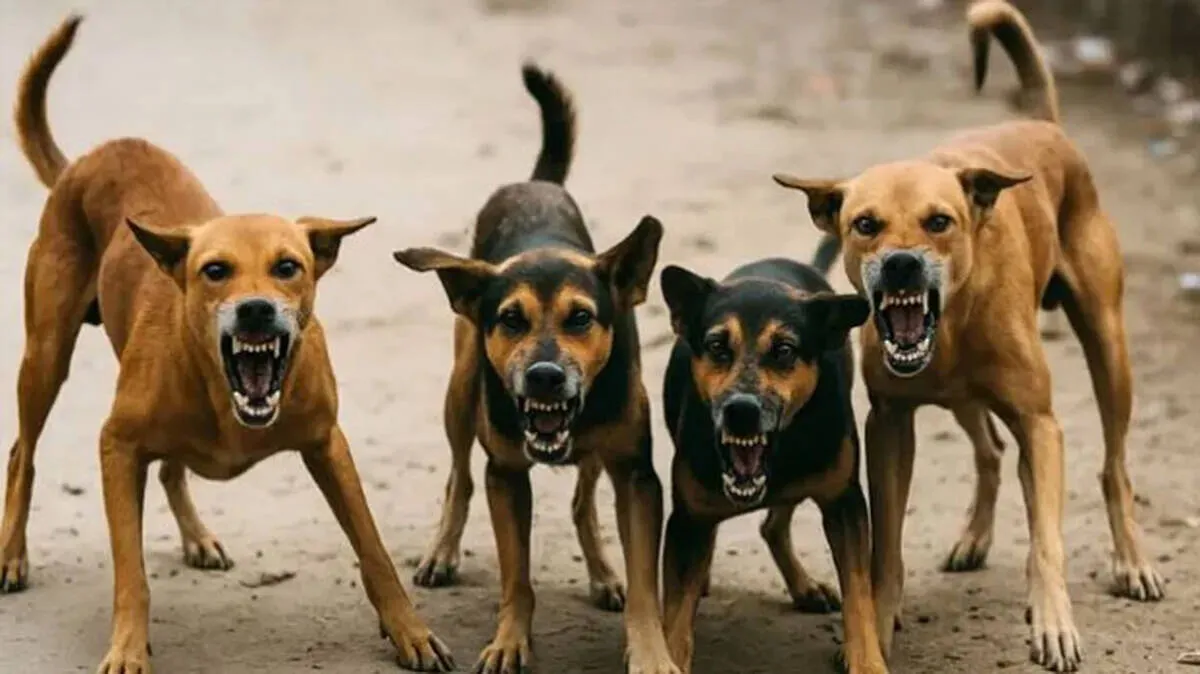 street-dog