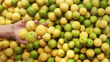 lemon.1.4005826
