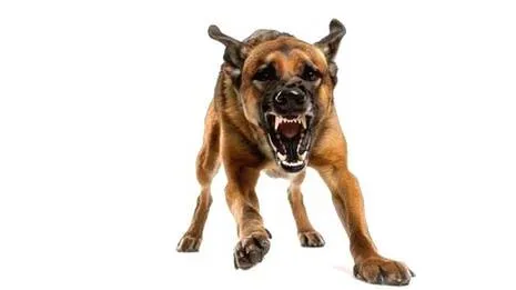 dog.1788446409