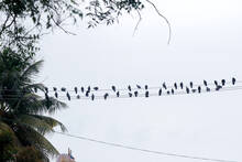 pegeon