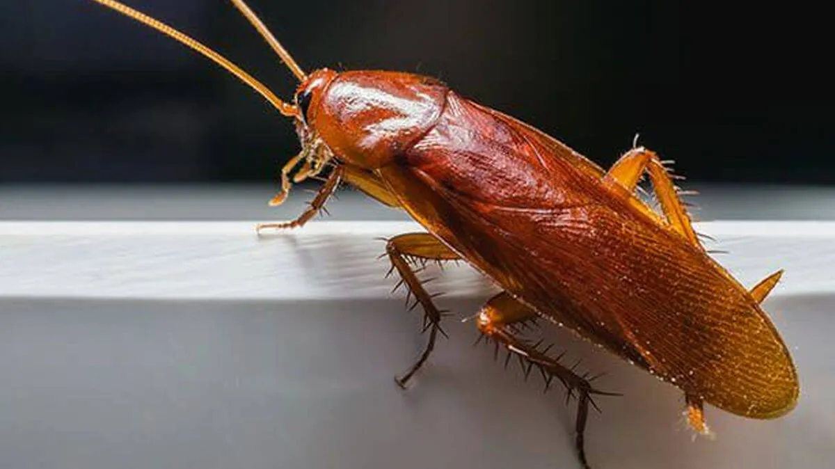 cockroach