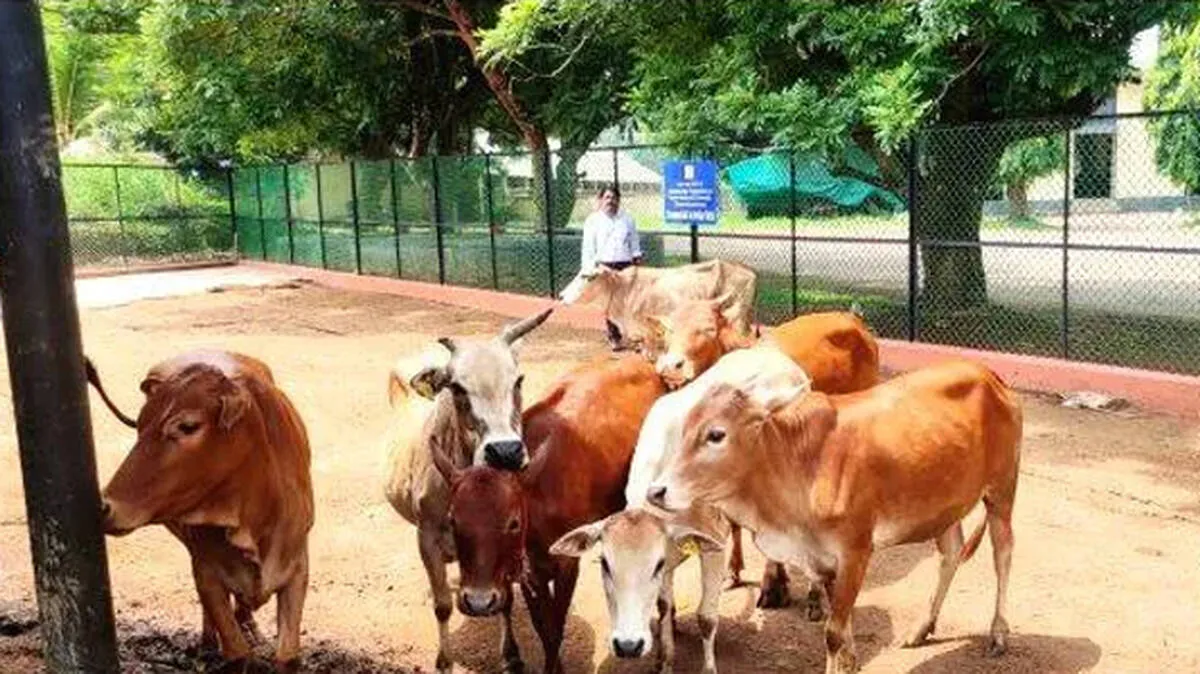 cattle