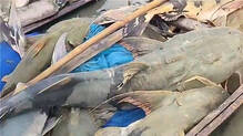 nepal-flood-india-fish-health-warning