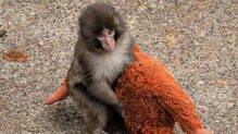 viral-punch-monkey-death-rumour