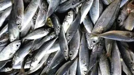 fishes.1788385156