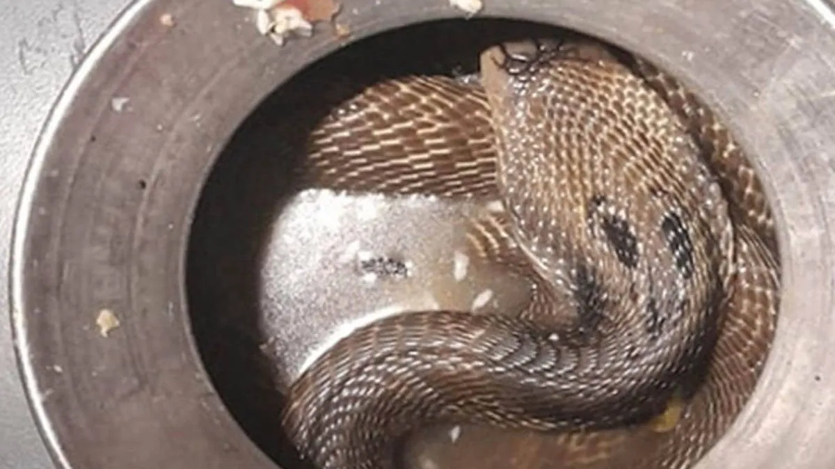 snake