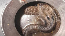 cat-alerts-household-to-the-presence-of-a-cobra