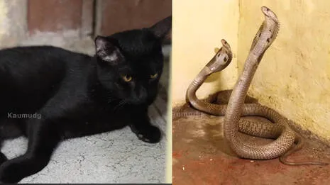 snake.1.4007153