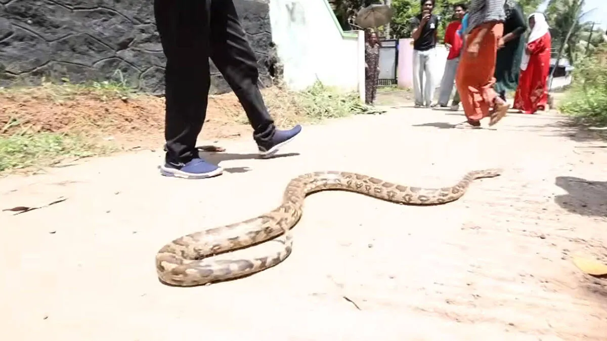 നാട്ടുകാർക്കുനേരെ പാഞ്ഞടുത്ത് പെരുമ്പാമ്പ്;  കണ്ടാൽ മിണ്ടരുത്,  കടിക്കാതിരിക്കാൻ ഇങ്ങനെ ചെയ്യണം