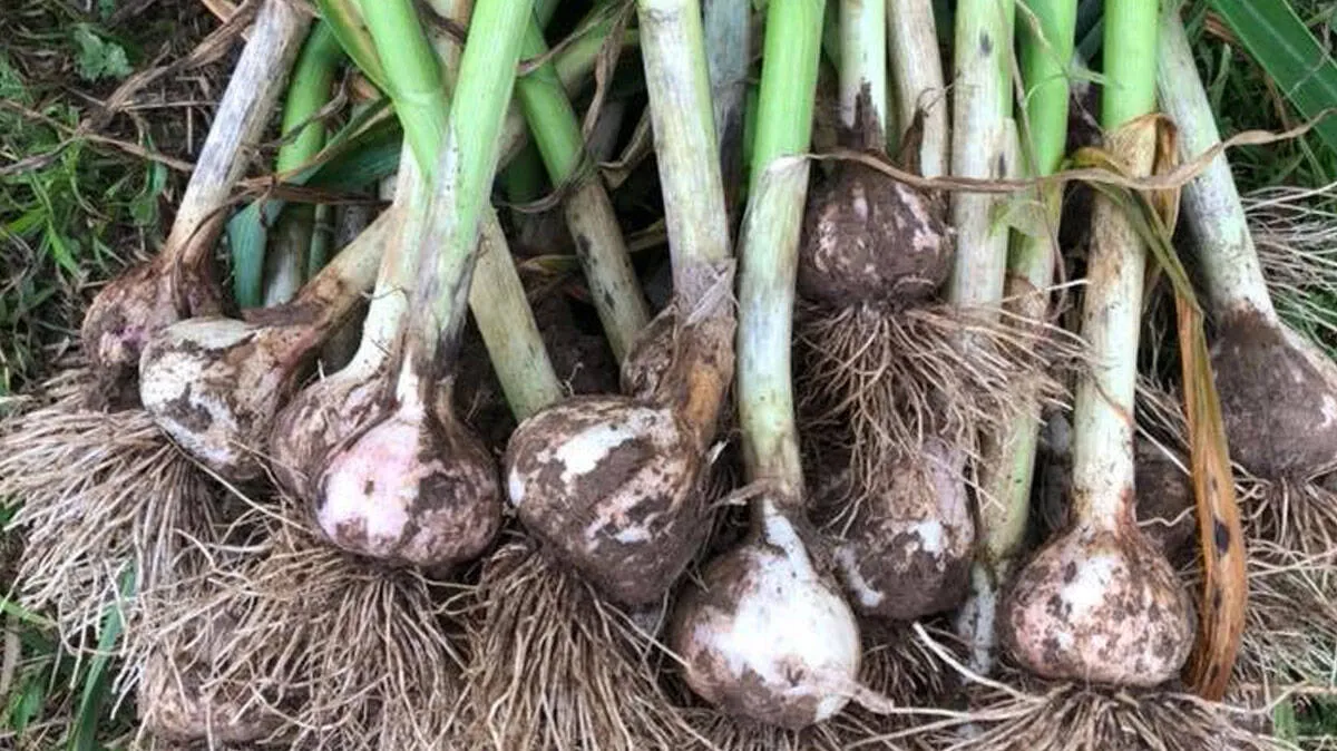 garlic-