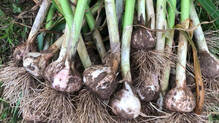 garlic-