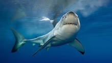 florida-coast-shark-attack-captain-jacob-johnson-rescued-diver