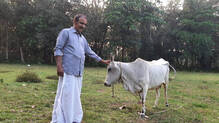 periyar-cow