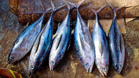 tuna-fish.1.4012938